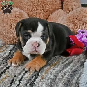 Randy, English Bulldog Puppy